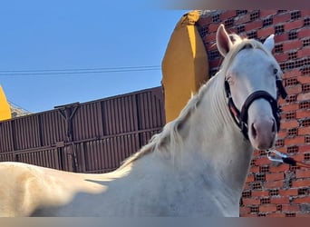 Andaluces, Caballo castrado, 2 años, 157 cm, Cremello