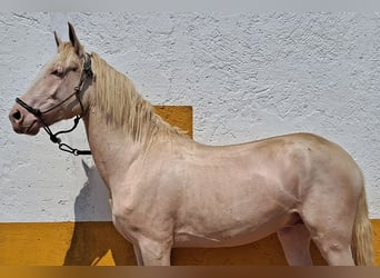 Andaluces, Caballo castrado, 2 años, 157 cm, Cremello