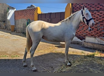 Andaluces, Caballo castrado, 2 años, 157 cm, Cremello