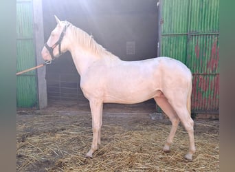 Andaluces, Caballo castrado, 2 años, 157 cm, Cremello