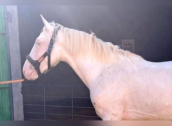 Andaluces, Caballo castrado, 2 años, 157 cm, Cremello