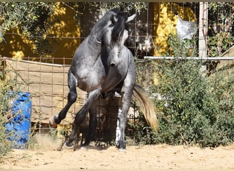 Andaluces, Caballo castrado, 2 años, 157 cm, Tordo