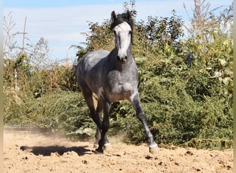 Andaluces, Caballo castrado, 2 años, 157 cm, Tordo