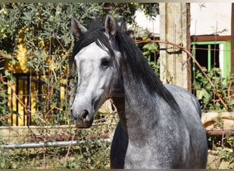 Andaluces, Caballo castrado, 2 años, 157 cm, Tordo