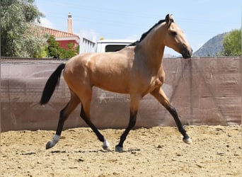 Andaluces, Caballo castrado, 2 años, 158 cm, Bayo