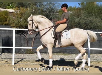 Andaluces, Caballo castrado, 2 años, 158 cm, Bayo
