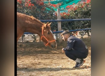 Andaluces, Caballo castrado, 2 años, 162 cm, Alazán