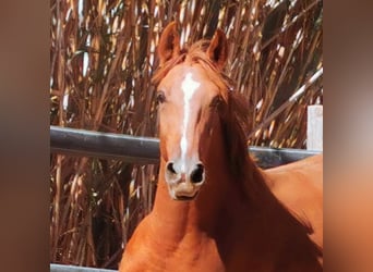 Andaluces, Caballo castrado, 2 años, 162 cm, Alazán