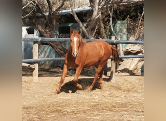 Andaluces, Caballo castrado, 2 años, 162 cm, Alazán