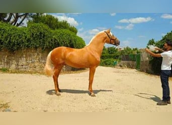 Andaluces, Caballo castrado, 2 años, Palomino