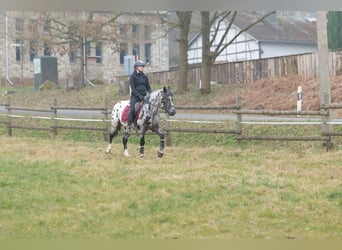 Andaluces, Caballo castrado, 3 años, 144 cm, Atigrado/Moteado