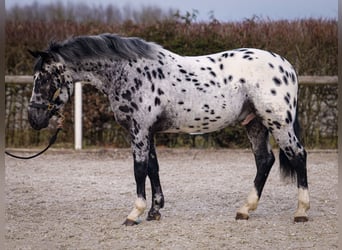 Andaluces, Caballo castrado, 3 años, 144 cm, Atigrado/Moteado