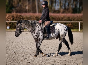 Andaluces, Caballo castrado, 3 años, 144 cm, Atigrado/Moteado