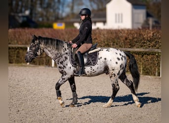 Andaluces, Caballo castrado, 3 años, 144 cm, Atigrado/Moteado