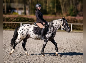 Andaluces, Caballo castrado, 3 años, 144 cm, Atigrado/Moteado