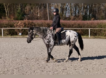 Andaluces, Caballo castrado, 3 años, 144 cm, Atigrado/Moteado