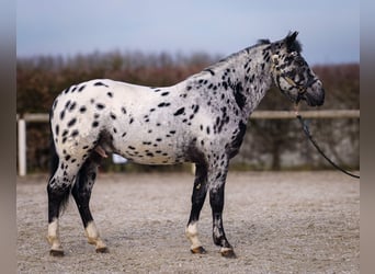 Andaluces, Caballo castrado, 3 años, 144 cm, Atigrado/Moteado