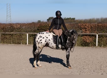 Andaluces, Caballo castrado, 3 años, 144 cm, Atigrado/Moteado