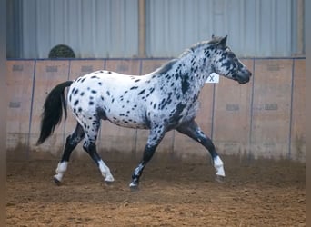 Andaluces, Caballo castrado, 3 años, 144 cm, Atigrado/Moteado