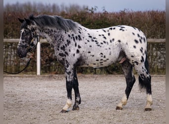 Andaluces, Caballo castrado, 3 años, 144 cm, Atigrado/Moteado