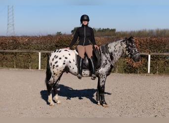 Andaluces, Caballo castrado, 3 años, 144 cm, Atigrado/Moteado