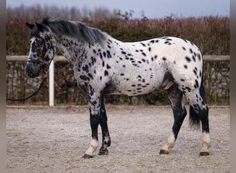 Andaluces, Caballo castrado, 3 años, 144 cm, Atigrado/Moteado