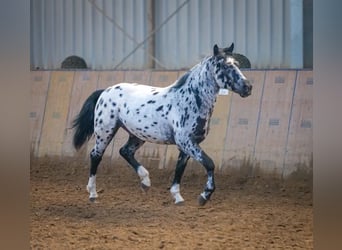 Andaluces, Caballo castrado, 3 años, 144 cm, Atigrado/Moteado