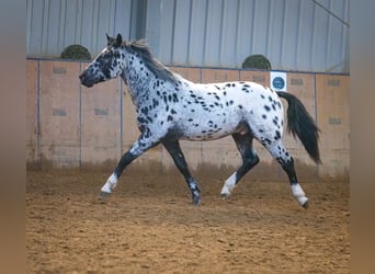 Andaluces, Caballo castrado, 3 años, 144 cm, Atigrado/Moteado