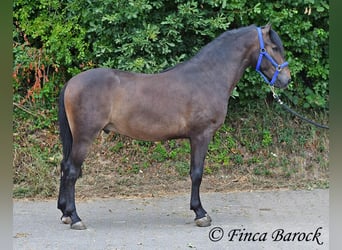 Andaluces, Caballo castrado, 3 años, 148 cm, Morcillo