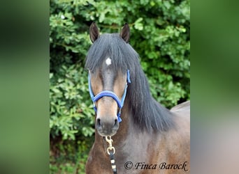 Andaluces, Caballo castrado, 3 años, 148 cm, Morcillo