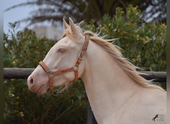 Andaluces, Caballo castrado, 3 años, 150 cm, Cremello