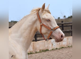 Andaluces, Caballo castrado, 3 años, 150 cm, Cremello
