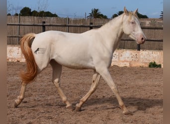 Andaluces, Caballo castrado, 3 años, 150 cm, Cremello