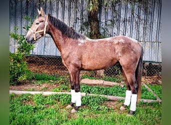Andaluces, Caballo castrado, 3 años, 150 cm, Musgo marrón
