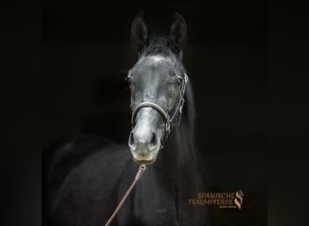 Andaluces Mestizo, Caballo castrado, 3 años, 150 cm, Negro