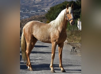 Andaluces, Caballo castrado, 3 años, 150 cm, Palomino