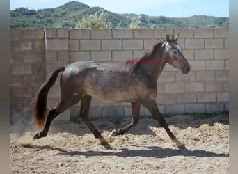 Andaluces, Caballo castrado, 3 años, 150 cm, Tordo