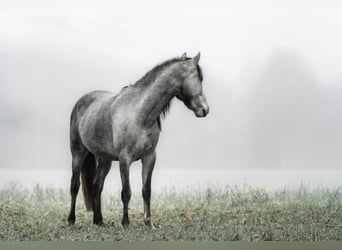 Andaluces, Caballo castrado, 3 años, 151 cm