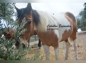 Andaluces, Caballo castrado, 3 años, 151 cm, Pío