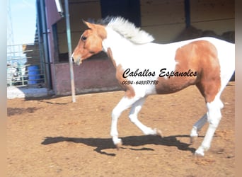Andaluces, Caballo castrado, 3 años, 151 cm, Pío