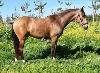 Andaluces, Caballo castrado, 3 años, 152 cm, Bayo