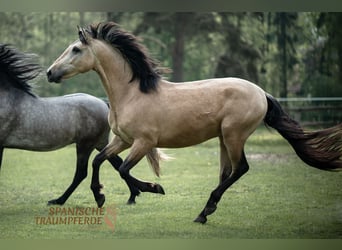 Andaluces Mestizo, Caballo castrado, 3 años, 152 cm, Bayo