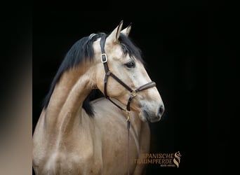 Andaluces Mestizo, Caballo castrado, 3 años, 152 cm, Bayo