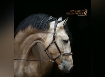 Andaluces Mestizo, Caballo castrado, 3 años, 152 cm, Bayo