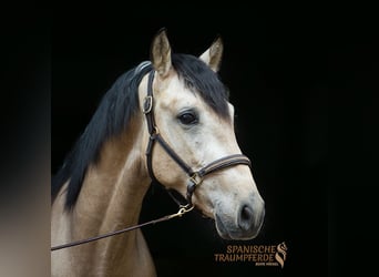 Andaluces Mestizo, Caballo castrado, 3 años, 152 cm, Bayo