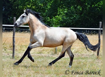 Andaluces, Caballo castrado, 3 años, 152 cm, Buckskin/Bayo