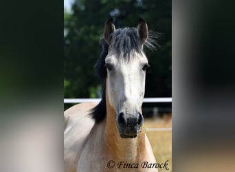 Andaluces, Caballo castrado, 3 años, 152 cm, Buckskin/Bayo