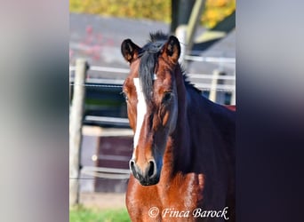 Andaluces, Caballo castrado, 3 años, 152 cm, Castaño