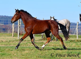 Andaluces, Caballo castrado, 3 años, 152 cm, Castaño