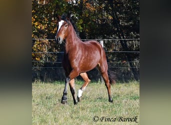 Andaluces, Caballo castrado, 3 años, 152 cm, Castaño